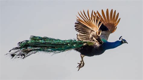 Ffci peacock annlet